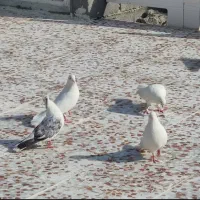 کبوتر سفید و دم چتری|پرنده|وحدتیه, |دیوار