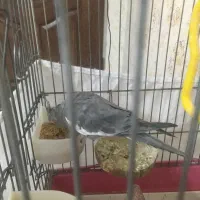 عروس هلندی فوری فروشی|پرنده|تهران, سبلان (لشگر)|دیوار