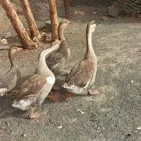 غاز