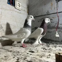 طوقی|پرنده|کارون, |دیوار