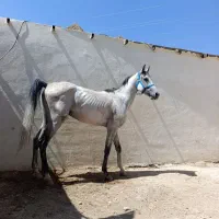 اسب درهشور