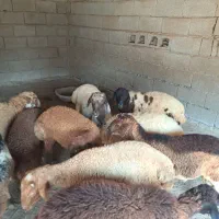 بره نر وماده فروشی