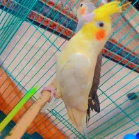 عروس هلندی مهران|پرنده|مهران (ایلام), |دیوار