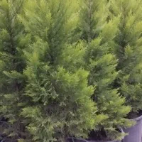 کاج طلایی لاوسون سطل زباله قد 1.70به بالا