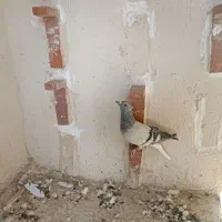 چند عدد کبوتر نر|پرنده|رفسنجان, |دیوار