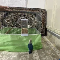 طوطی برزیلی خوش رنگ|پرنده|پاوه, |دیوار