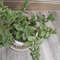 انواع گلها|گل و گیاه طبیعی|زنجان, |دیوار