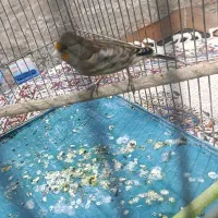 سهره قناری بخون مست