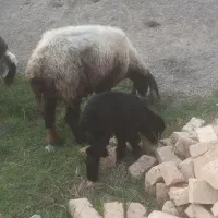 گوسفند بره دار|حیوانات مزرعه|بندر ترکمن, |دیوار