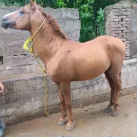 اسب نریان کرد