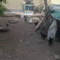 چجوری مرغ محلی سیاه