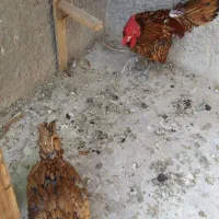 مرغ و خروس سیبرایت وجوجه ابریشمی جوجه سیبرایت