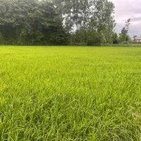ویلاباغ2450/آرامش/سندتک برگ/حس طبیعت واقعی/فومن|فروش خانه و ویلا|فومن, |دیوار