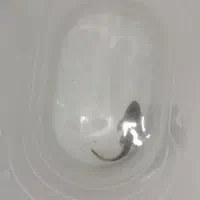 لجنخوار و کالر ویدو