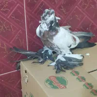 پرنده کبوتر ترکیه