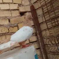 خرمشهر|پرنده|خرمشهر, |دیوار