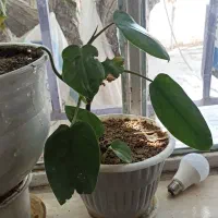 گل طبیعی|گل و گیاه طبیعی|چناران, |دیوار