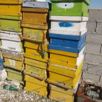 فروش کلونی زنبور