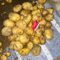 فروش سیب بذری و خوراک