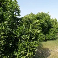 باغ مرکبات ۱۱۰۰ متری در جاده بهنمیر|فروش دفتر صنعتی، کشاورزی، تجاری|کیاکلا, |دیوار