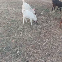 بزغاله نر|حیوانات مزرعه|شهرضا, |دیوار