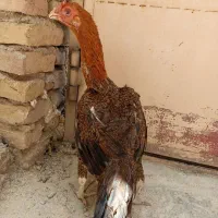 مرغ لاری چهار تا