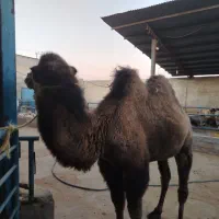 شتر نر دوکوهان|حیوانات مزرعه|یزد, |دیوار