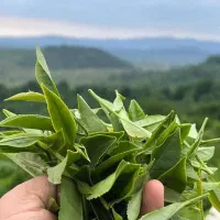 چای لاهیجان درجه یک