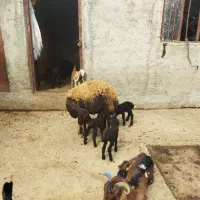 سرمایه گذاری|حیوانات مزرعه|گراش, |دیوار