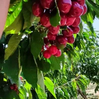 فروش باغ ۱۶ساله ،هفت برم شیراز