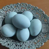 تخم‌ نطفه دار لاکنزی