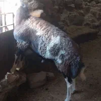 بره افشاری
