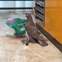 کبوتر فروشی