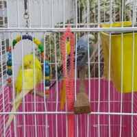 جفت مرغ عشق|پرنده|هشتگرد, |دیوار