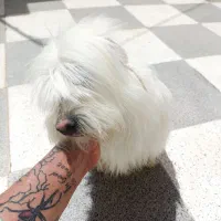 واگذاری سگ پشمالو قشنگ حرف گوش کن