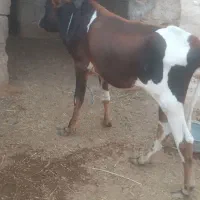 گاو نر