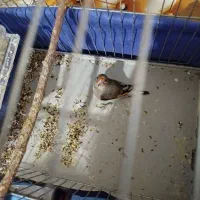 سهره کرمونی|پرنده|یاسوج, |دیوار