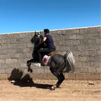 اسب نریان سواری دار و مجلسی