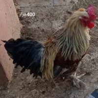 مرغ و خروس محلی|حیوانات مزرعه|مشهد, انقلاب|دیوار