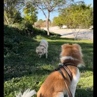 پامر روباهی واگذاری رایگان