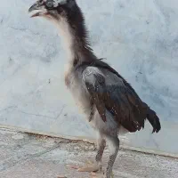 جوجه محلی و نژاد دار