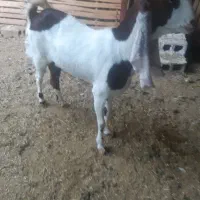 یک عدد بز پاکستانی تاز نری خورده