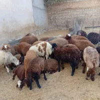 بره نر پای پرواری