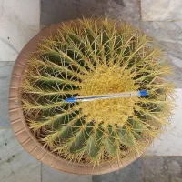 فروش کاکتوس توپی|گل و گیاه طبیعی|ساری, |دیوار