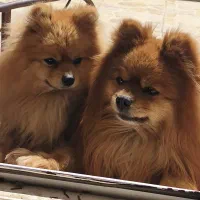 پامر وارداتی