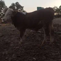 فروش گوساله نر|حیوانات مزرعه|خاو و میرآباد, |دیوار