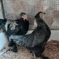 جوجه مرغ و خروس برهما بلک