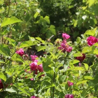 باغبانی و اجرای فضای سبز|خدمات باغبانی و درختکاری|قزوین, |دیوار