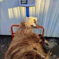 گوسفند زنده باترازوی دیجیتال|حیوانات مزرعه|کرج, کیانمهر|دیوار