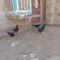 مرغ و خروس|حیوانات مزرعه|زهک, |دیوار